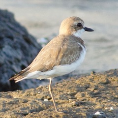 Charadrius leschenaultii