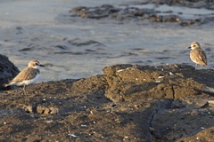 Charadrius leschenaultii