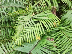 Blechnum orientale