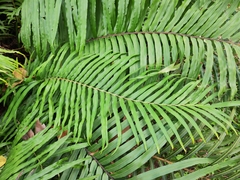 Blechnum orientale