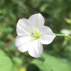 Convolvulus farinosus