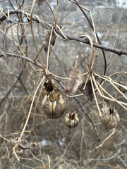 Aristolochia contorta