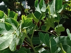 Moringa