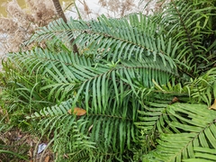Blechnum orientale