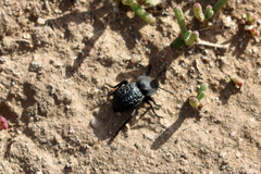 Microschatia inaequalis