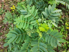 Senna surattensis