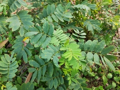 Senna surattensis