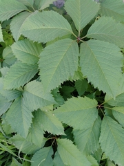 Parthenocissus inserta