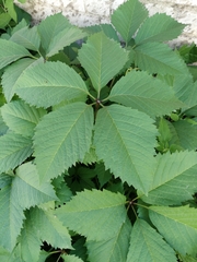 Parthenocissus inserta