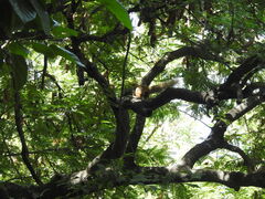 Callosciurus finlaysonii