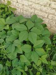 Parthenocissus inserta