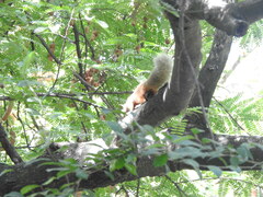 Callosciurus finlaysonii