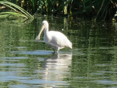 Platalea flavipes