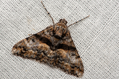 Gastrinodes argoplaca