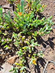 Malephora lutea