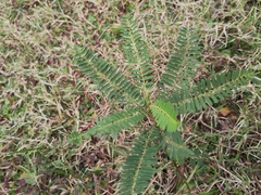 Sesbania cannabina
