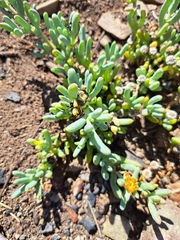 Malephora lutea