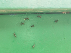 Polyrhachis dives