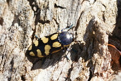 Castiarina adelaidae