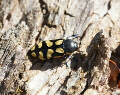 Castiarina adelaidae
