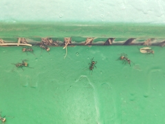 Polyrhachis dives