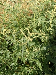 Atriplex tatarica