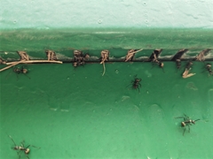 Polyrhachis dives