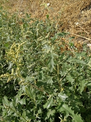 Atriplex tatarica
