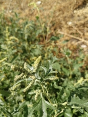 Atriplex tatarica
