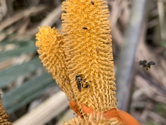 Lepidotrigona terminata