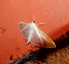 Palpita vitrealis