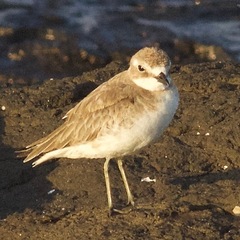 Charadrius mongolus