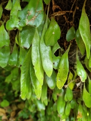 Pyrrosia eleagnifolia