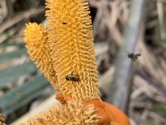 Lepidotrigona terminata