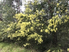 Acacia fimbriata
