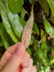 Pyrrosia eleagnifolia