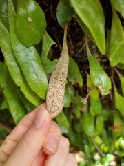 Pyrrosia eleagnifolia