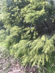 Acacia fimbriata