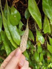 Pyrrosia eleagnifolia