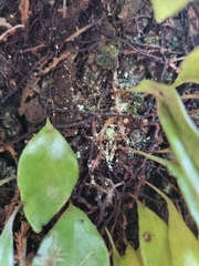 Pyrrosia eleagnifolia