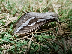 Abantiades labyrinthicus