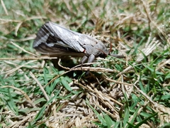 Abantiades labyrinthicus