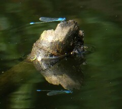 Pseudagrion microcephalum