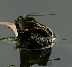 Pseudagrion microcephalum