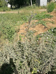 Echium vulgare