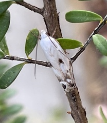 Plectophila discalis