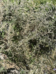 Echium vulgare
