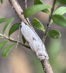 Plectophila discalis