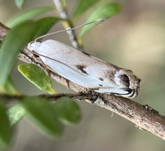 Plectophila discalis