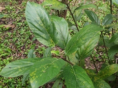 Ficus hispida